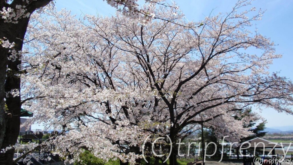 夜桜ライトアップ×夜空に舞う幻想的なランタン！ 「夜桜スカイランタンフェスティバルin越前陶芸村」出発！【2019年4月】