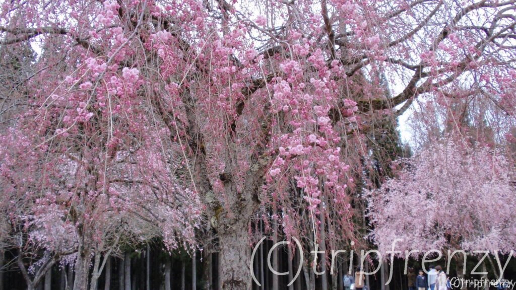 夜桜ライトアップ×夜空に舞う幻想的なランタン！ 「夜桜スカイランタンフェスティバルin越前陶芸村」さくらまつり！【2019年4月】
