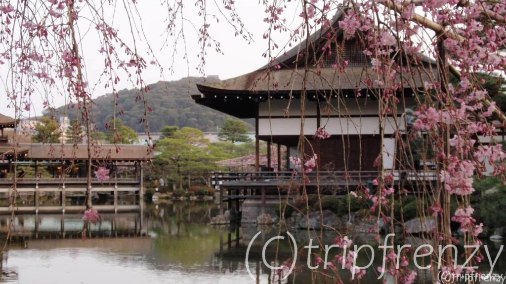 平安神宮神苑の桜【2019年4月】